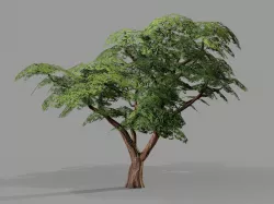 Ucla Tree 2 Variations Low Poly Low-poly  3D model