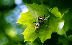 Wasp