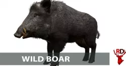 Wild boar male Low-poly  3D model
