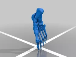 Anatomic Human Foot Lower Extremity Version 2 0 Free 3D print model