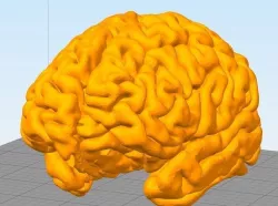 Brain Human Anatomy 3D print model