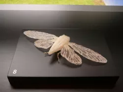 Cicada Free 3D print model