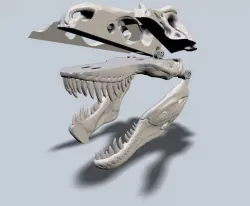 Exploded T-Rex Skull Free 3D print model