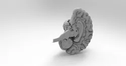 Human brain 3D print model