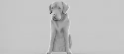 labrador dog 3D print model