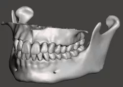 Maxillary and Mandibular dental models  natural anatomical teeth 3D print model