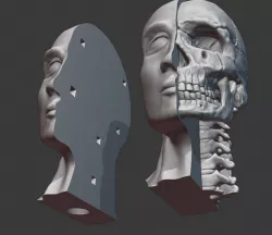 Skull and cervical spine model 3D print model
