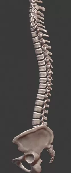 Spine and skull 3D print model