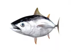 Albacore Tuna Fish Thunnus Alalunga 3D model