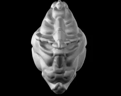 Alien seed Free 3D print model
