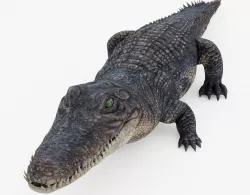 Alligator Low-poly  3D model