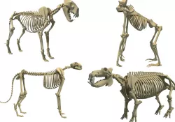 Animal Skeleton 3D Models 3D model