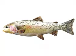 Brown Trout Fish Salmo Trutta 3D model