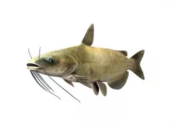Catfish Fish 3D model