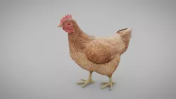 Chicken Pecking Low-poly  3D model