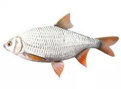 Common Roach Fish Rutilus Rutilus 3D model