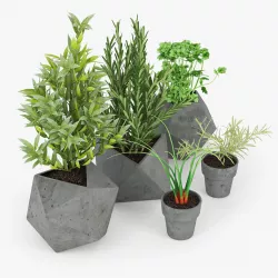 Concrete Kitchen Plants 3D model