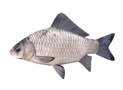 Crucian Carp Carassius Carassius Fish 3D model
