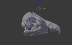 Eagle skull  Free 3D print model