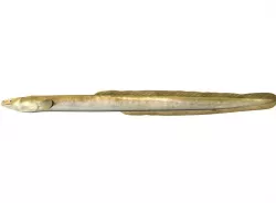 Eel Fish 3D model