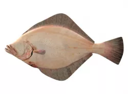 European Plaice Fish Pleuronectes Platessa 3D model