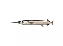 Garfish Sea Needle Fish Belone Belone 3D model