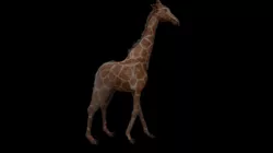Giraffe 3D model