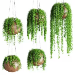 Hanging plants in pots 3D model