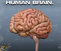 HUMAN BRAIN 3D model