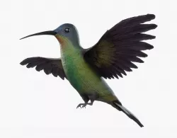 Hummingbird Low-poly  3D model