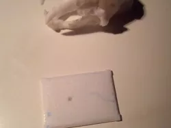 Improoved Printability Base - Saber-Toothed Cat Skull