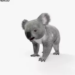 Koala HD 3D model