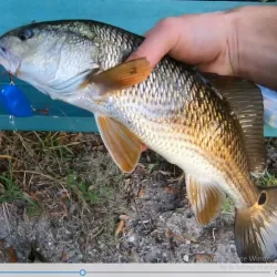 LIPLESS CRANKBAIT 2 INCH Free 3D print model