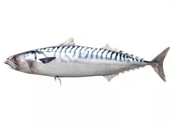 Mackerel Fish 3D model