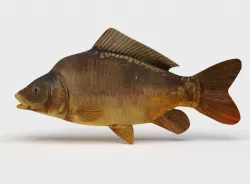 Mirror Carp Fish Cyprinus Carpio 3D model