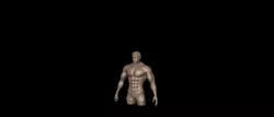 Muscles Free 3D print model