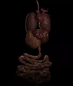Organs 3D model