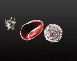 Printable Models for Blood Cells Free 3D print model