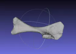 Psittacosaurus Left Humerus Free 3D print model
