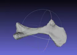 Psittacosaurus Right Humerus Free 3D print model