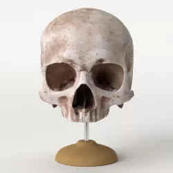 Real human skull with base 3D model