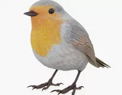 Robin Bird 3D model