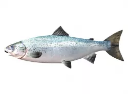 Salmon Fish White 3D model