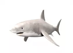 Shark Fish 3D model