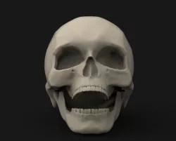 Skull 1 Free 3D print model