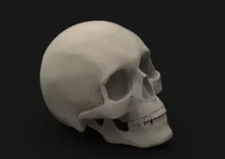 Skull 2 Free 3D print model