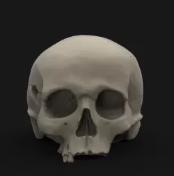 Skull 3 Free 3D print model