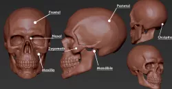 Skull Anatomy Free 3D print model