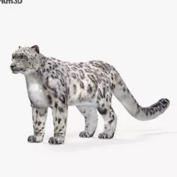 Snow Leopard HD 3D model