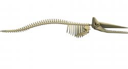 whale skeleton 3d model free 【 STLFinder